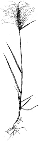 Bottlebrush squirreltail